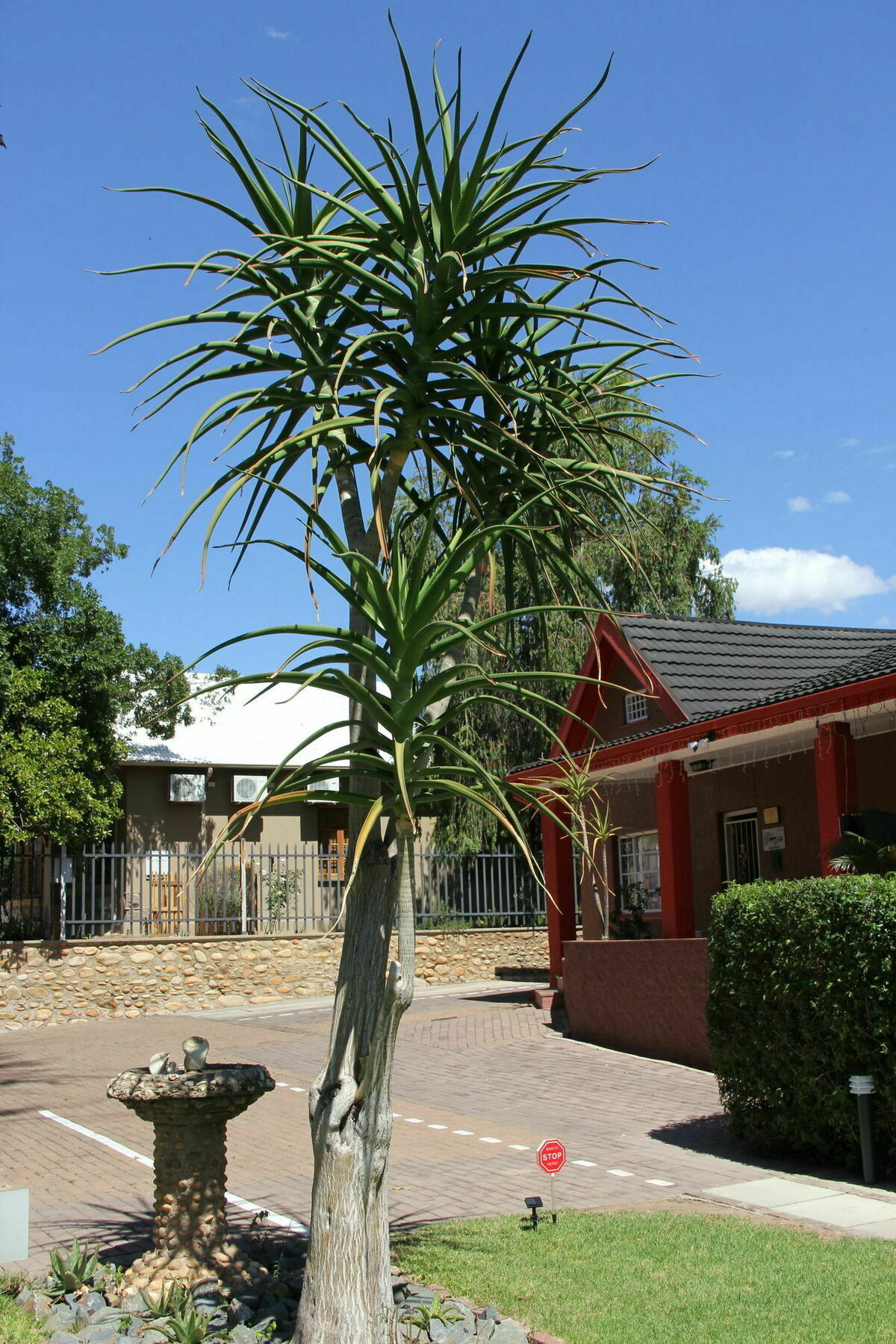 Gumtree Guest House Oudtshoorn Zewnętrze zdjęcie